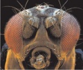 Compound-eyes-fruitfly.jpg